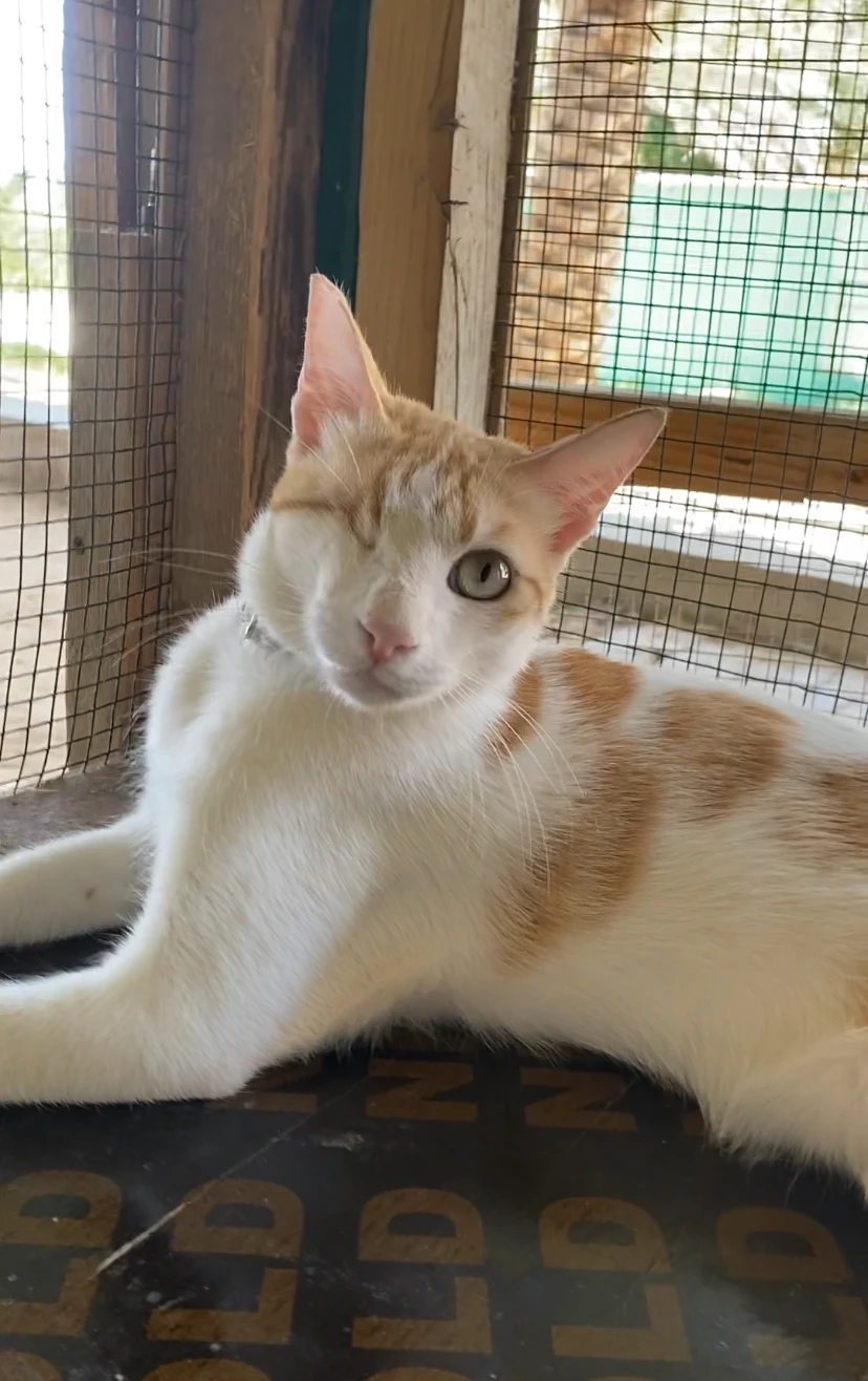 Denver, a ginger and white cat, lying on a mat beside a mesh window