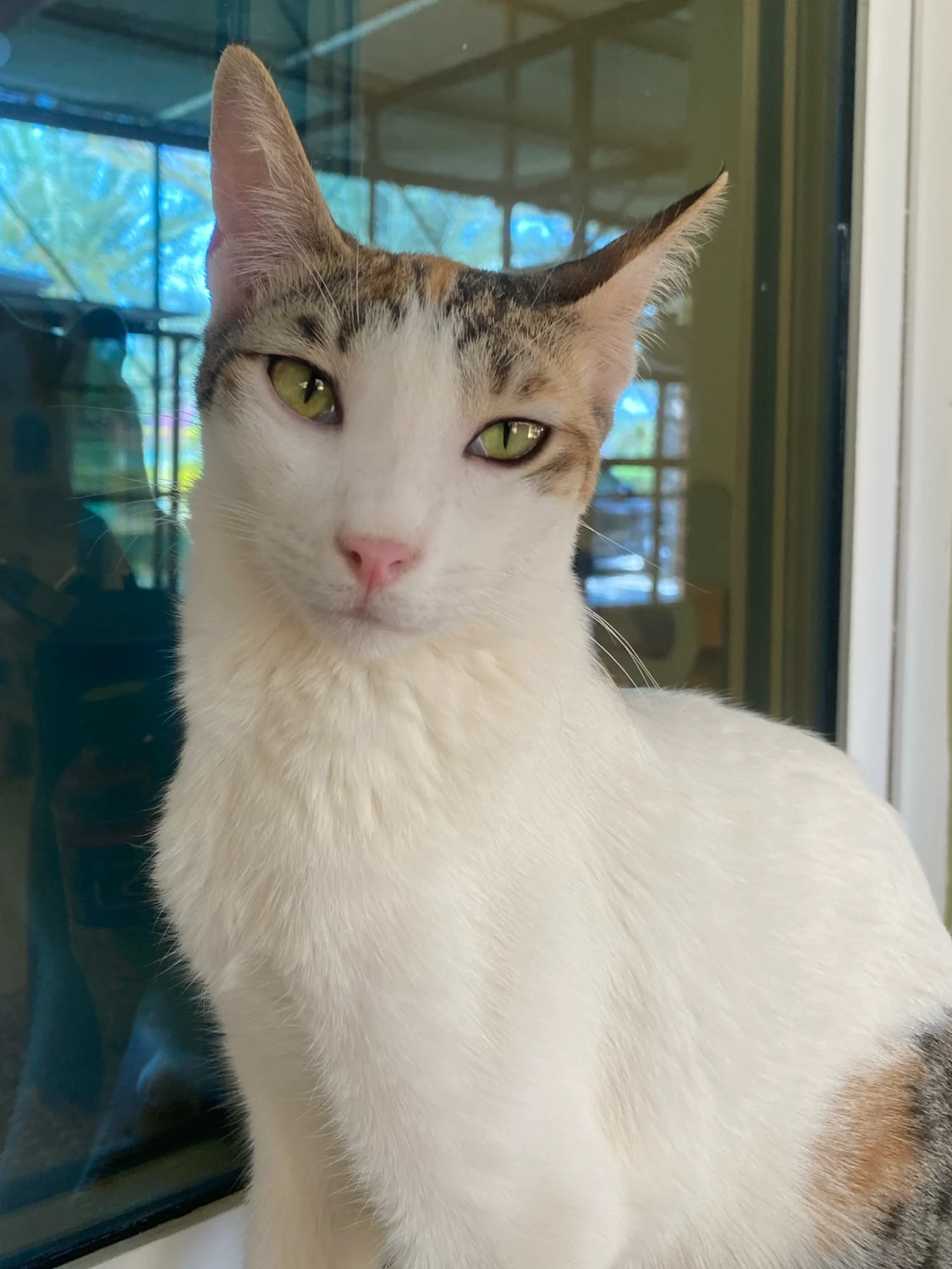 Donna, a tabby and white cat with green eyes, sitting beside a bright window