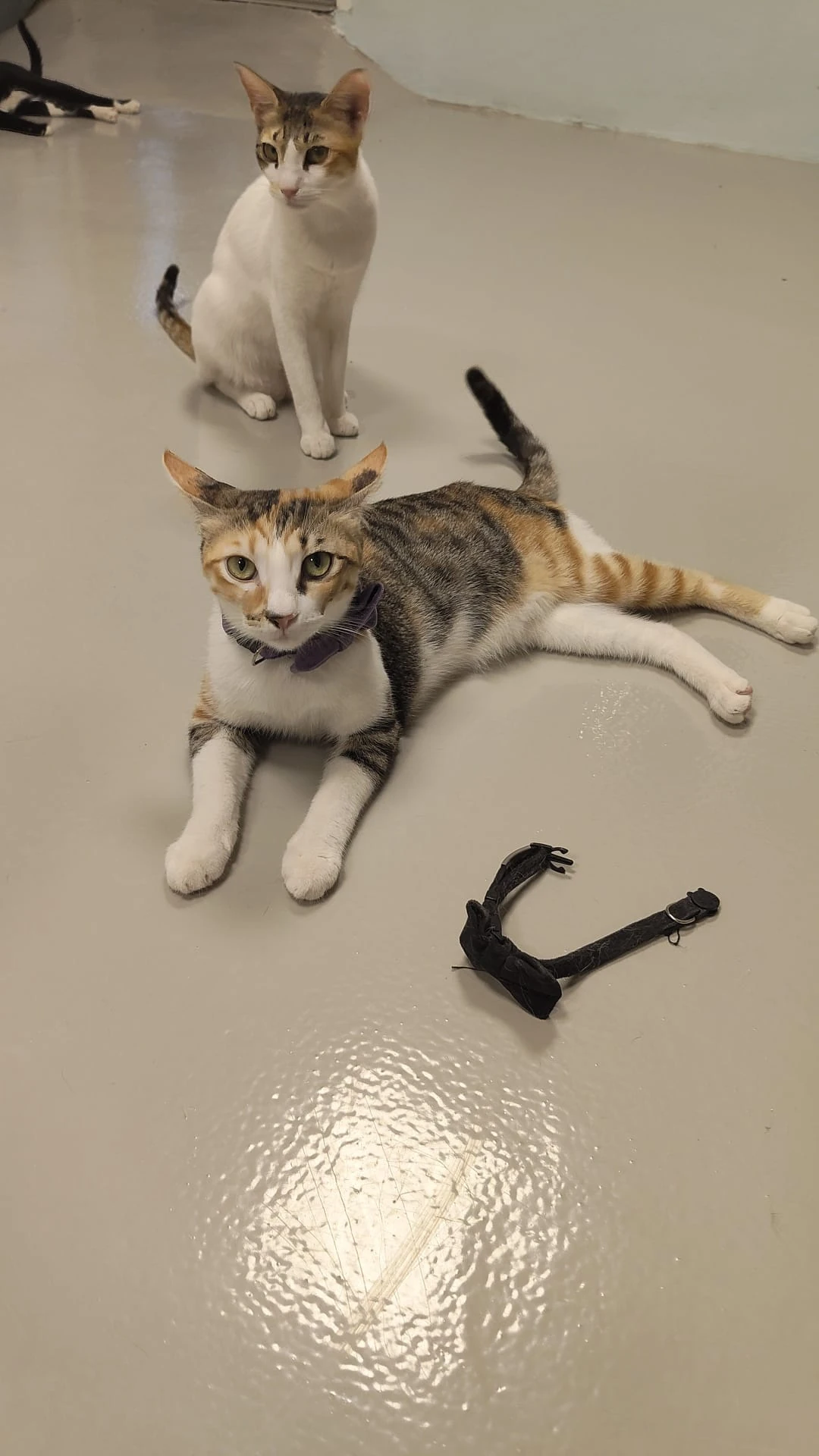 Elsa, a tabby and white cat, lying on a tiled floor with another cat sitting behind
