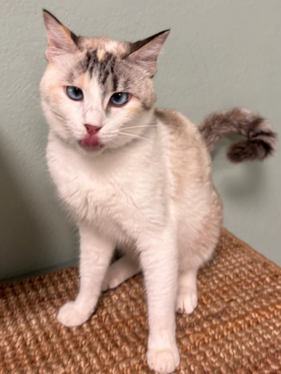 Fendi, a white and grey Ragdoll cat with blue eyes, sitting upright on a sisal mat and miaowing