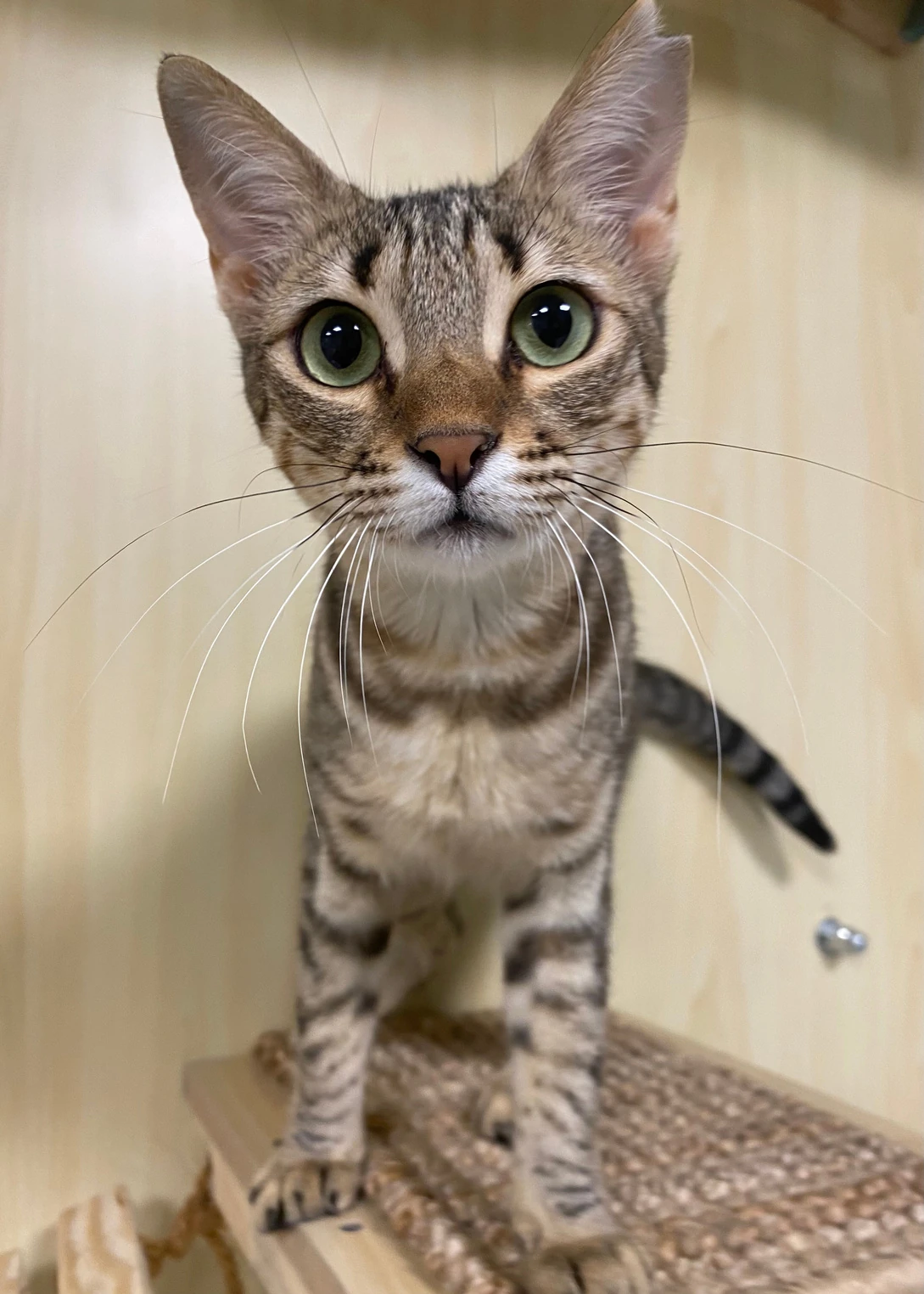 Freya, a young brown tabby cat with large green eyes, standing on a wooden platform