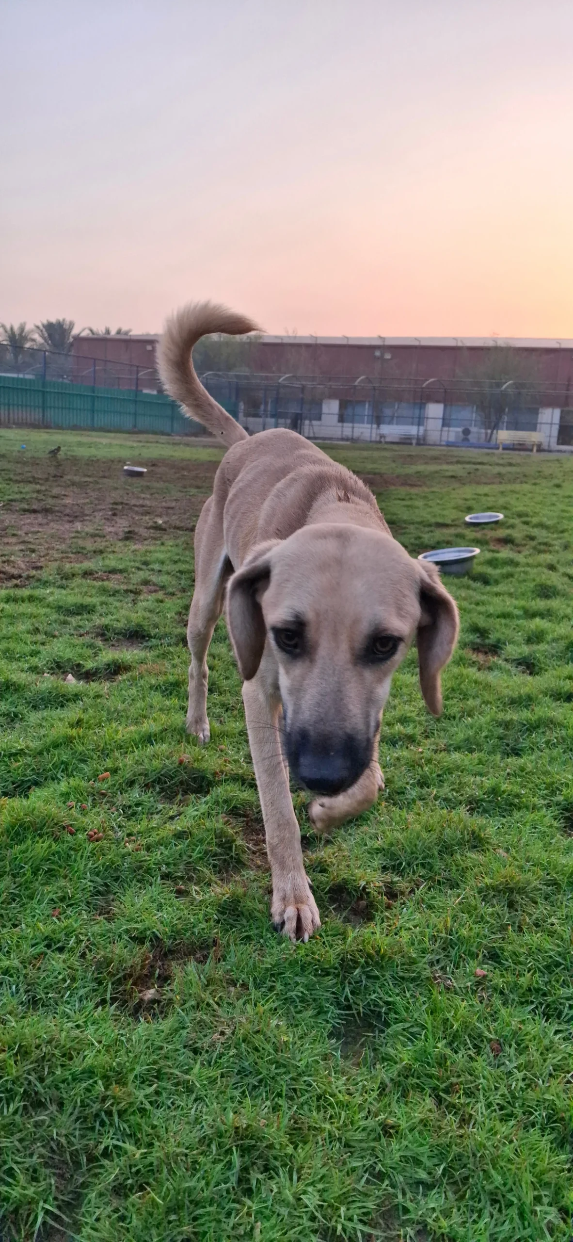 Hamburg - Mix Saluki - 1
