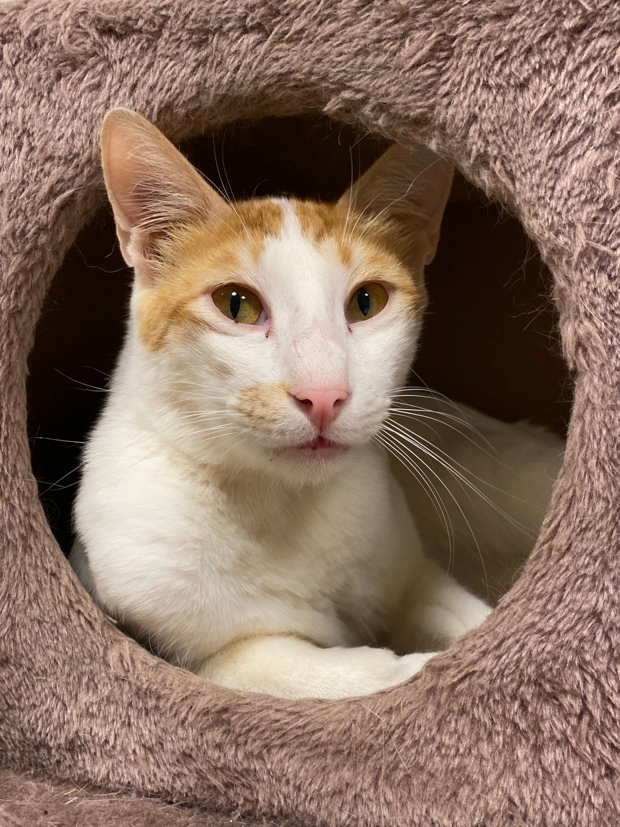 Henry, a ginger and white cat, curled up inside a round pink fleece cat cave