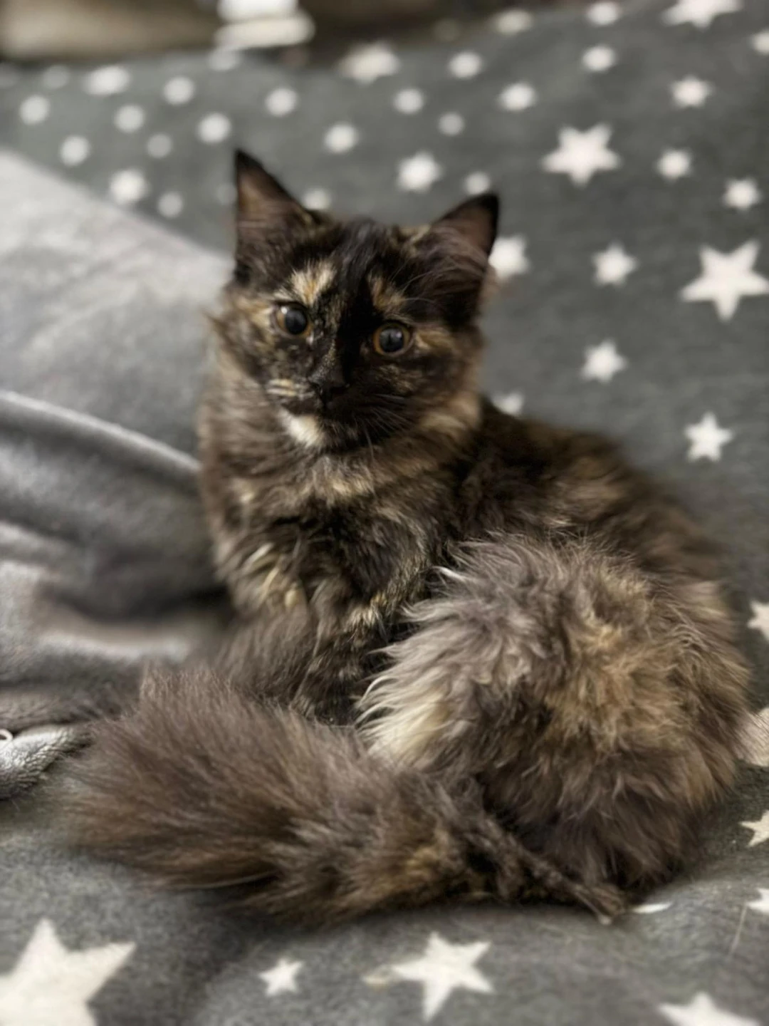 Inky, a long-haired tortoiseshell cat, lying on a grey star-patterned blanket