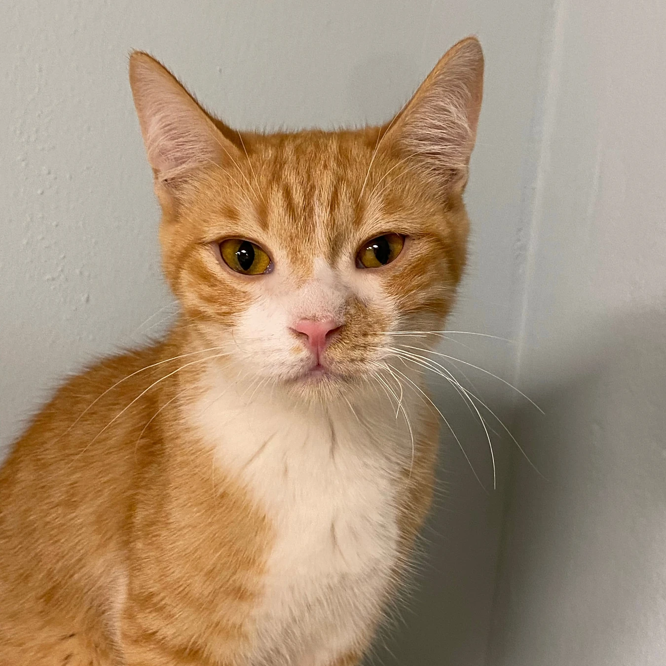 Jack, a ginger and white tabby cat, sitting against a pale wall in a close-up portrait