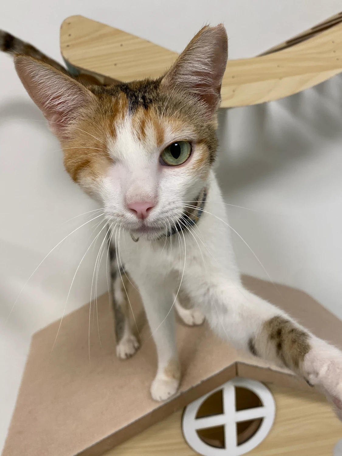 Jasmin, a ginger and white cat, standing on a wooden shelf and reaching out a paw