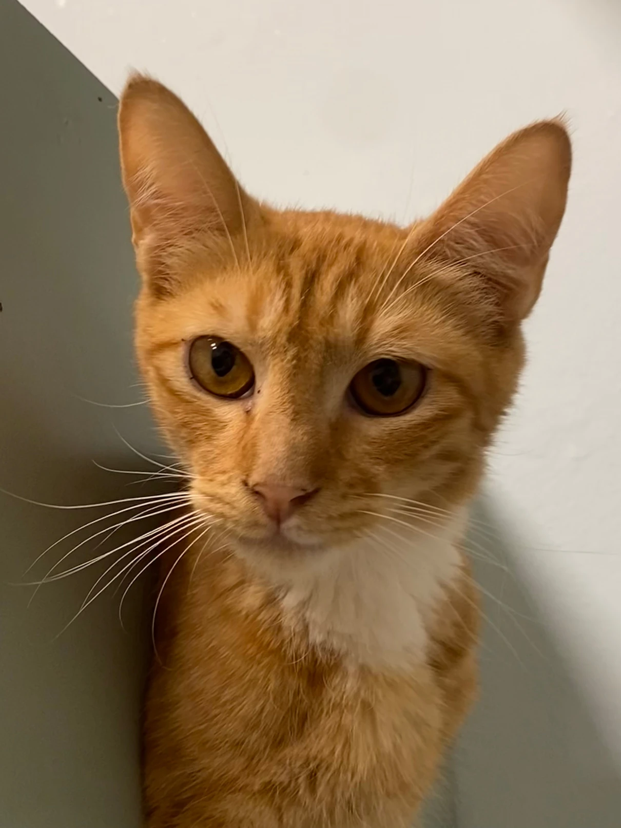 Jasper, a ginger tabby cat, in a close-up portrait against a pale wall