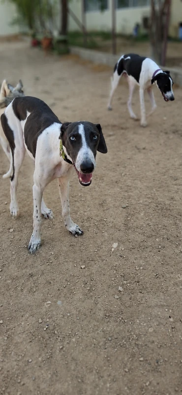 Jouri