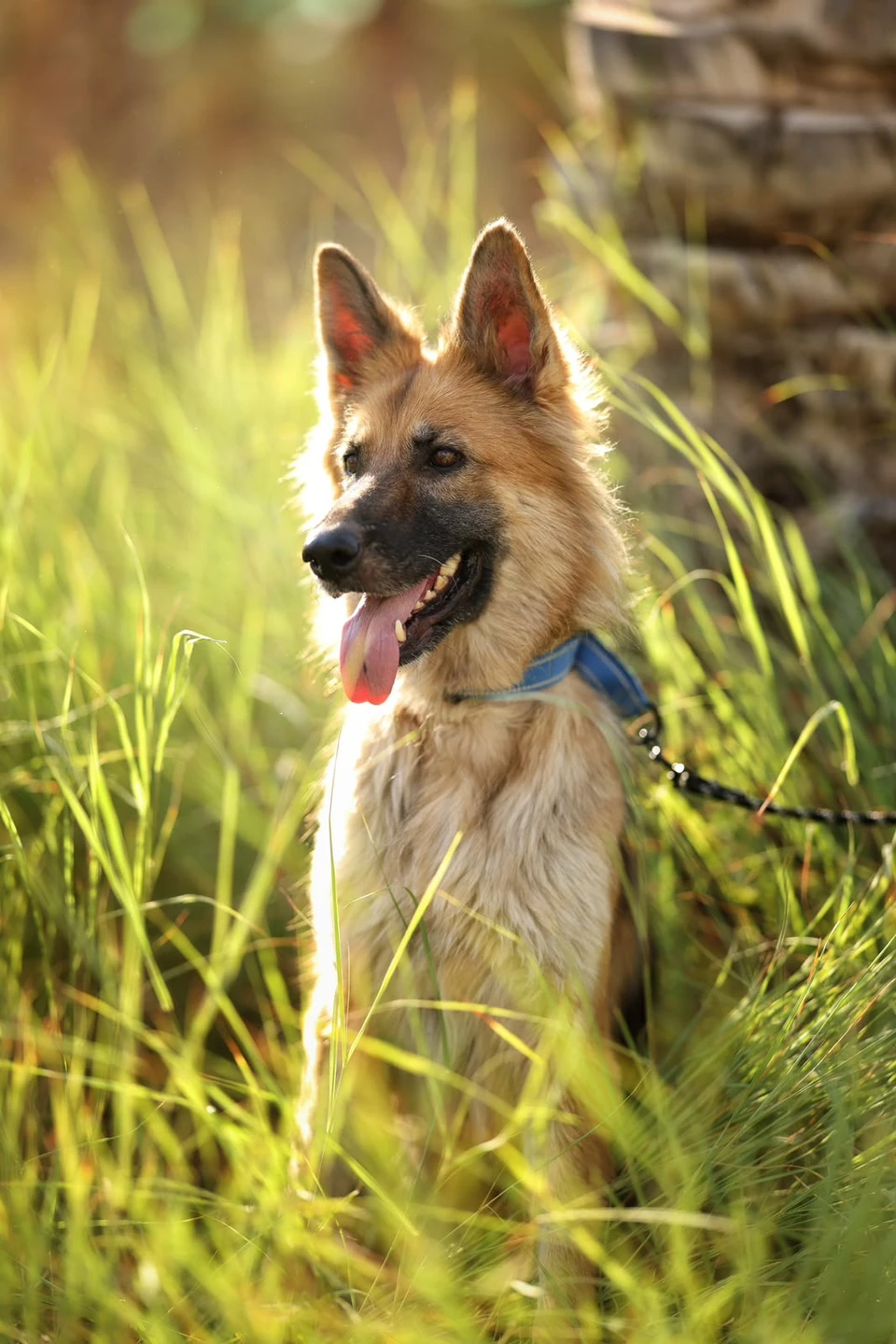 Journey - German Shepherd - 1
