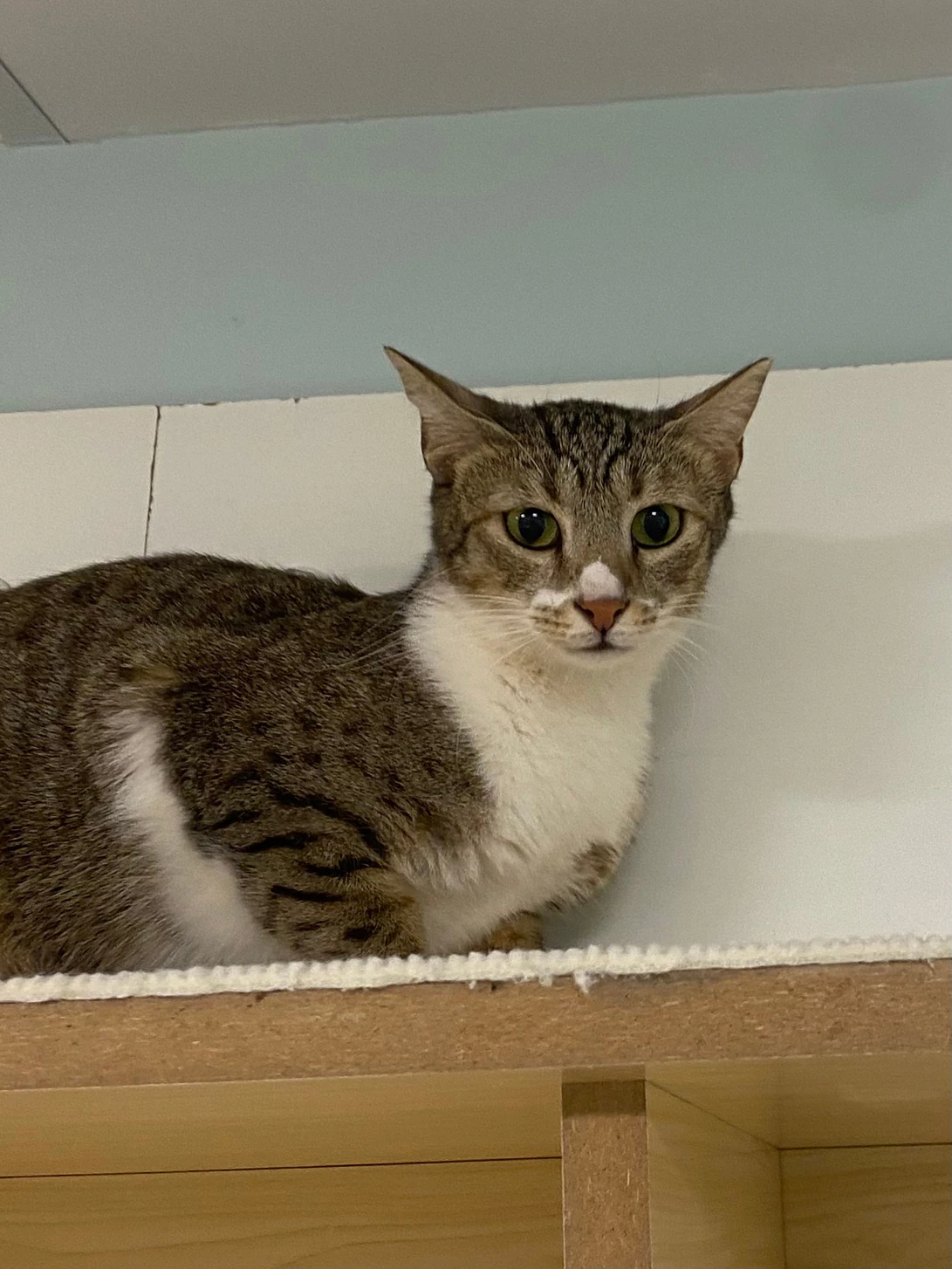 Julia, a brown tabby and white cat, lying on a cream shelf against a pale green wall