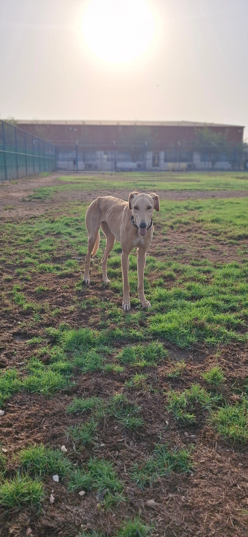 Kafa - Saluki - 1