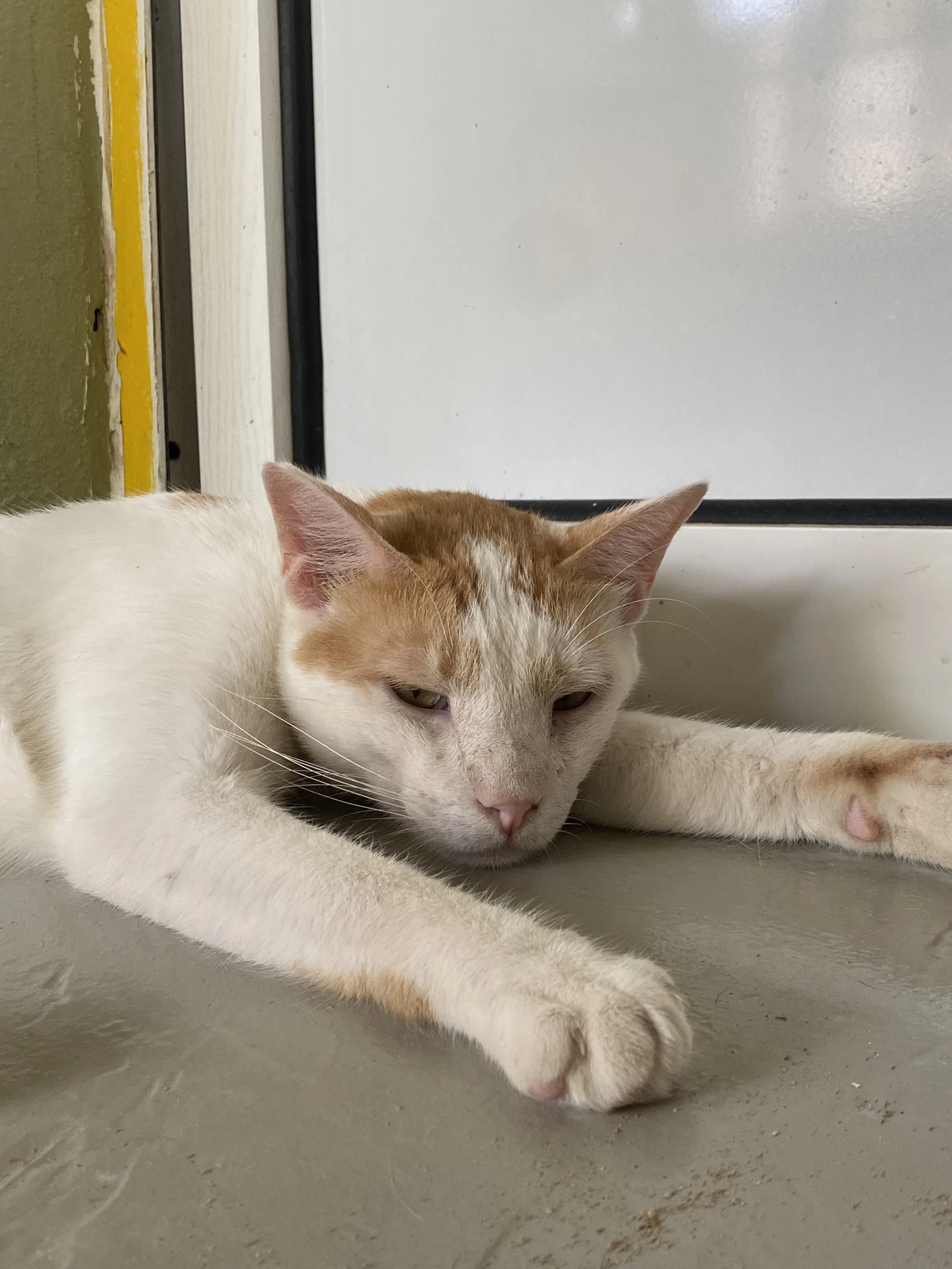 Kanchan, a ginger and white cat, resting on a grey ledge with one front leg stretched out