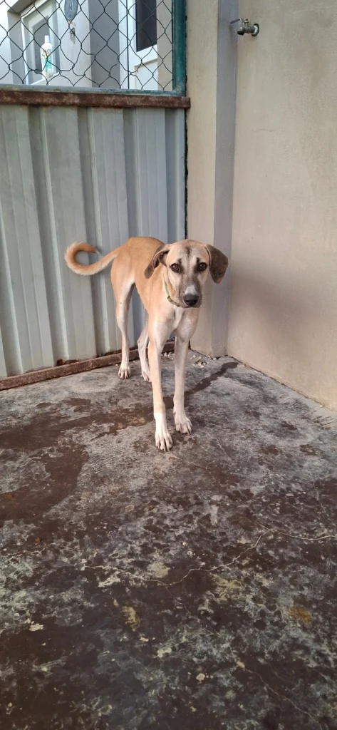 Kassie - Mix Saluki - 1