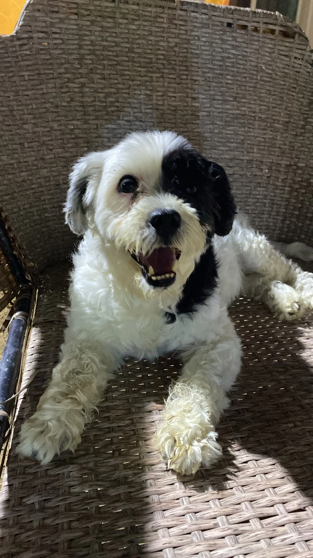 Kharoufi - Terrier Mix - 1