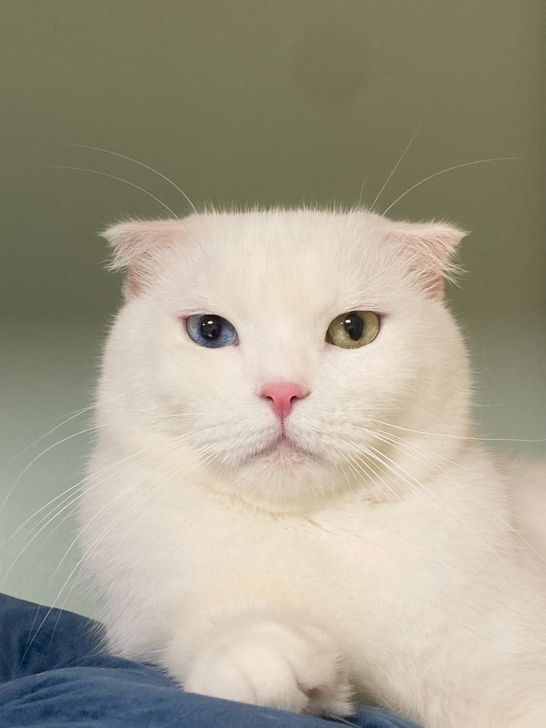 King, a white cat with folded ears and odd eyes, one blue and one amber, in a close-up portrait