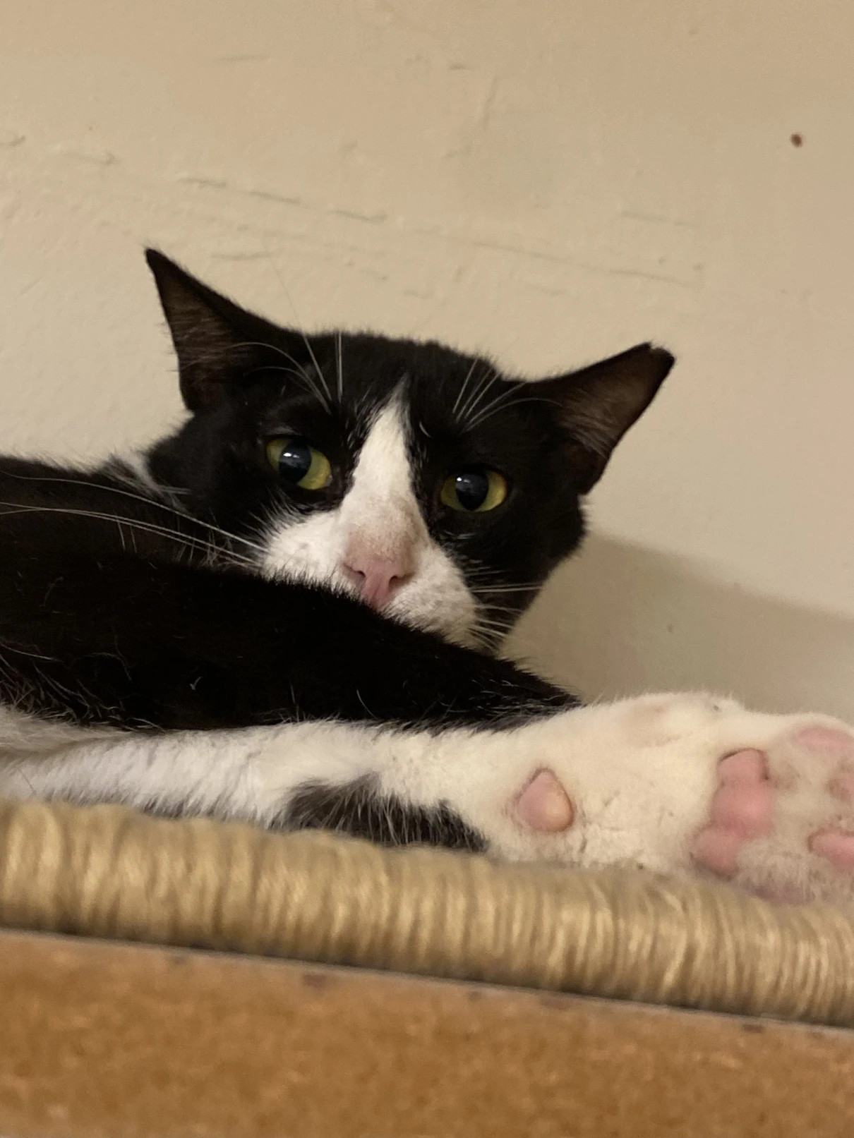 Kira, a black and white tuxedo cat with a white blaze, resting on a sisal-topped cat tree