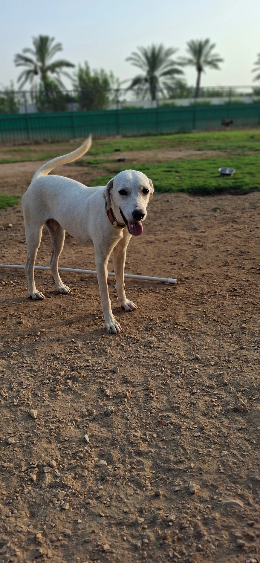 Kita - Mix Saluki - 1