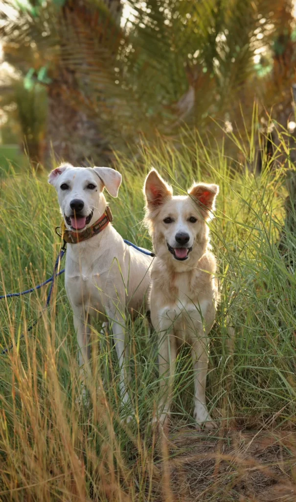 Kita & Maxine - Mix Saluki - 2