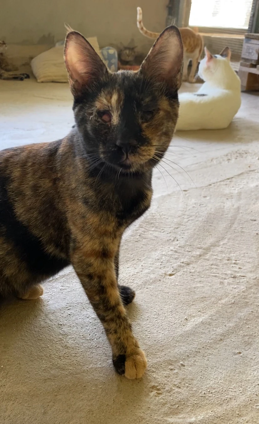 Kitty, a tortoiseshell cat, walking across a tiled floor towards the camera