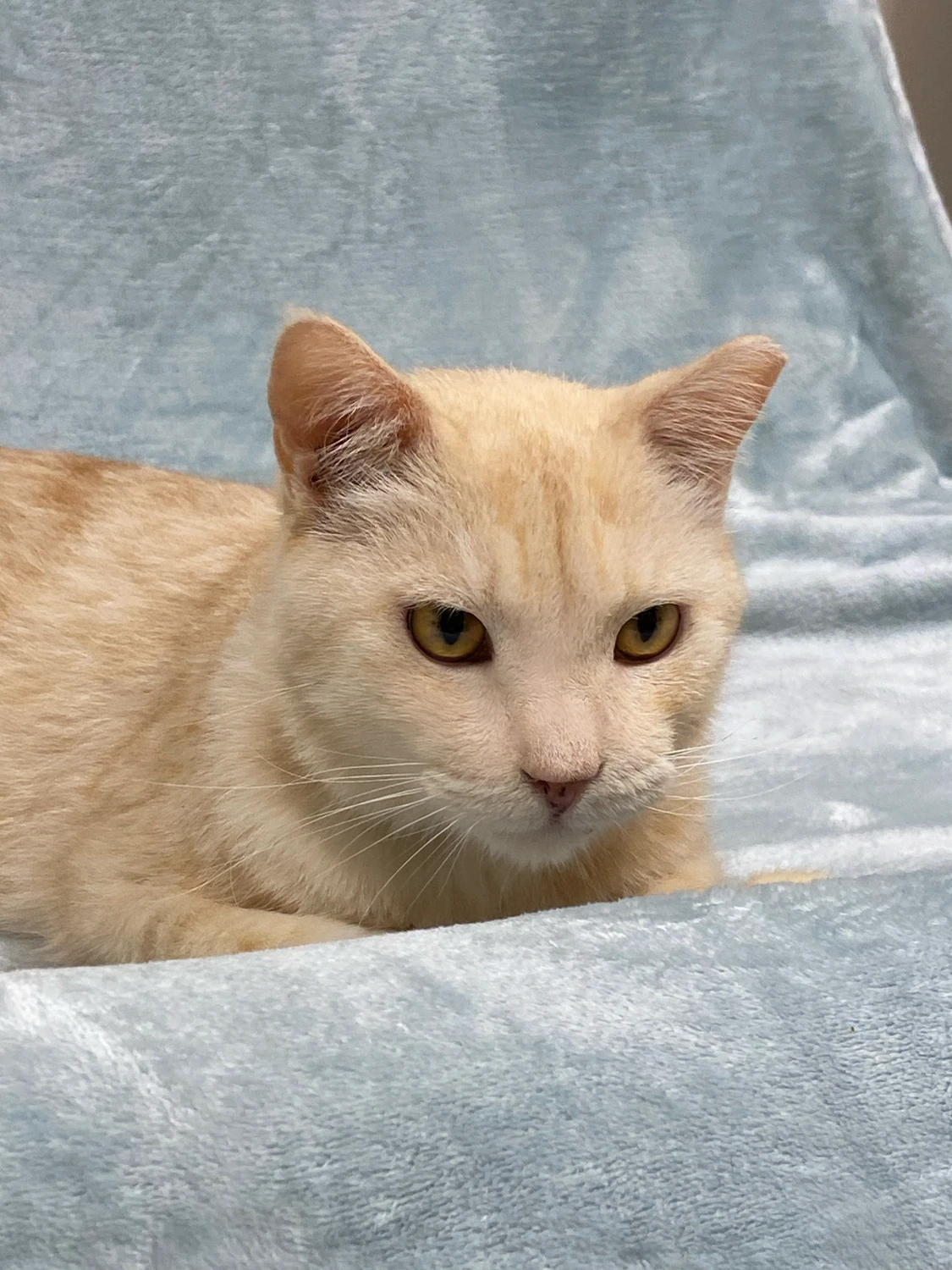 Lemon, a pale cream cat with amber eyes, lying on a soft blue blanket