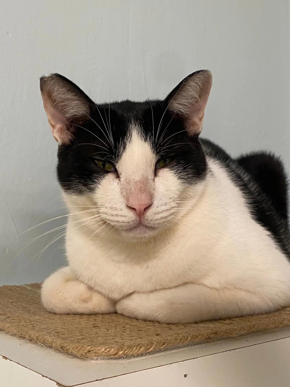 Leo, a black and white cat with a dark mask across the eyes, sitting with paws tucked on a sisal mat