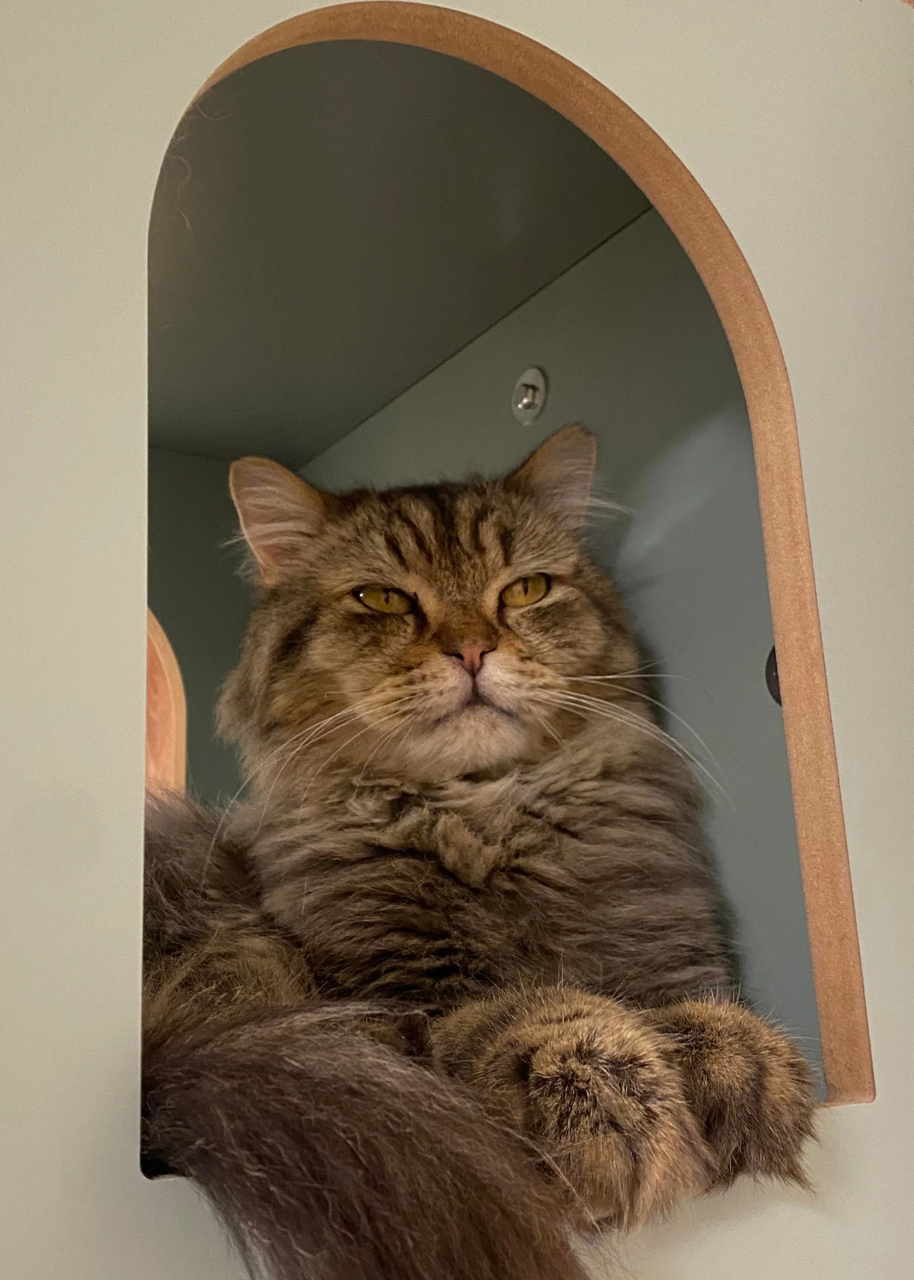 Leo, a long-haired brown tabby Persian mix, lying inside an arched wooden alcove with paws over the edge