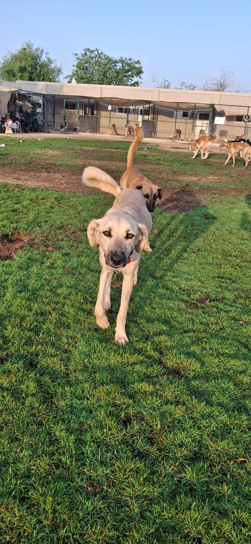 Leon - Mix Saluki - 1