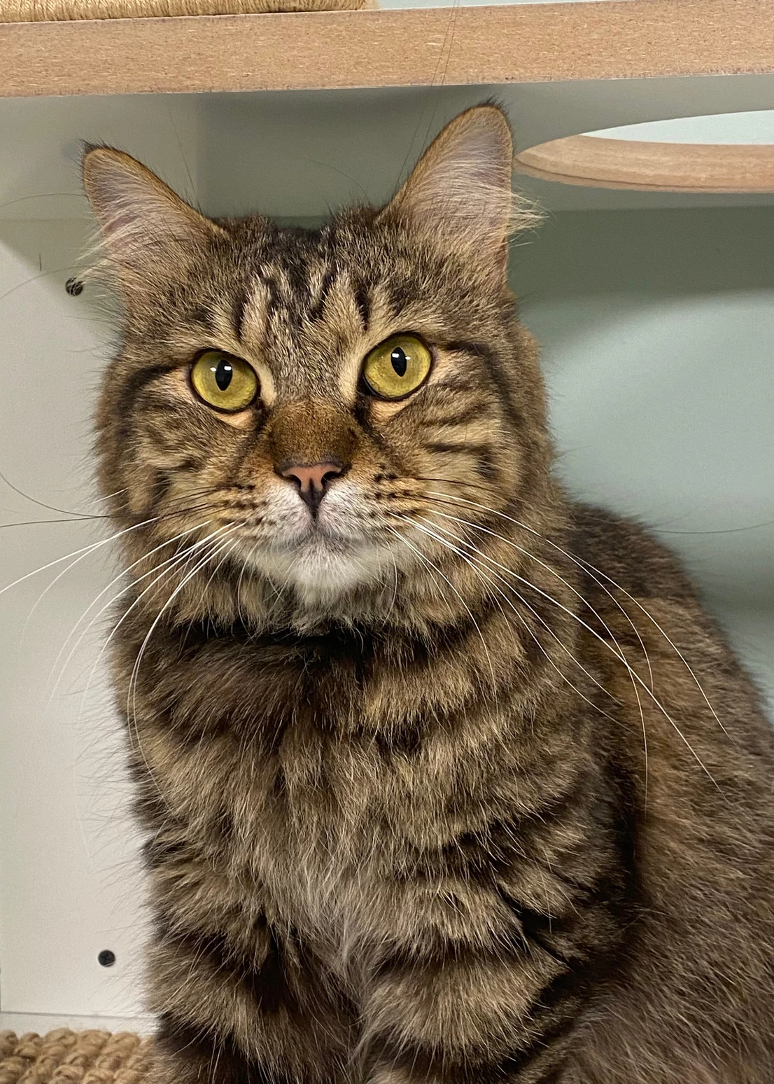 Leonar, a long-haired brown tabby cat with yellow-green eyes, sitting upright and facing the camera