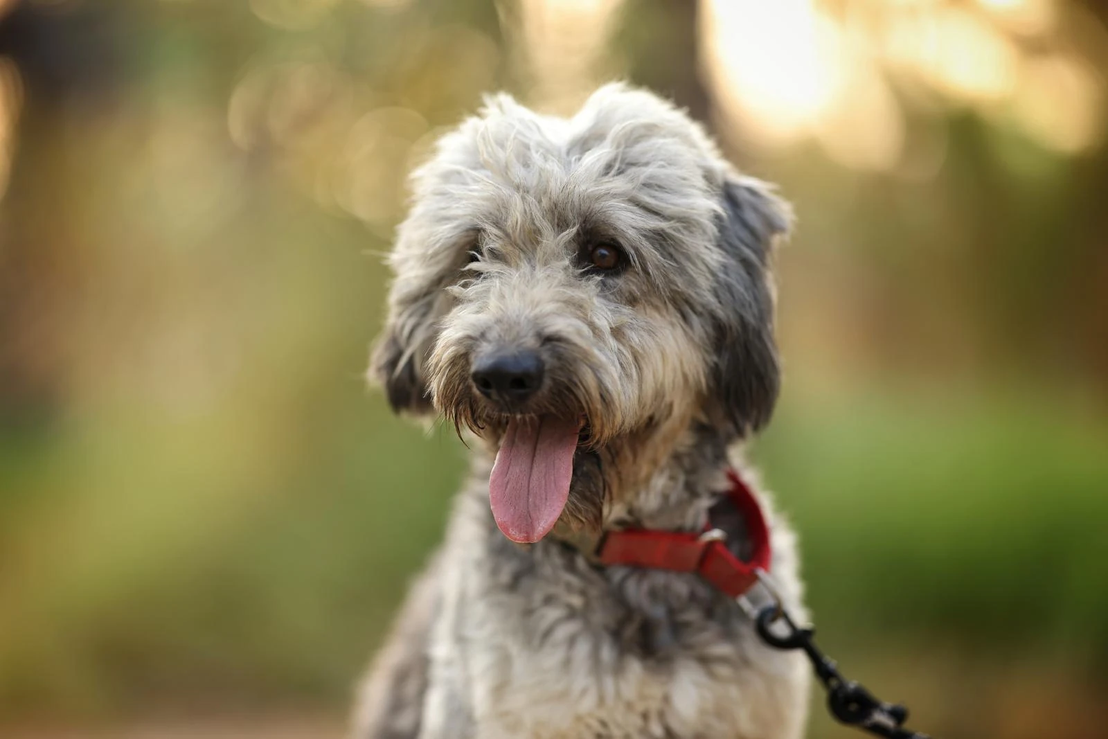 Lex - Merle-Coated Poodle Mix - 1