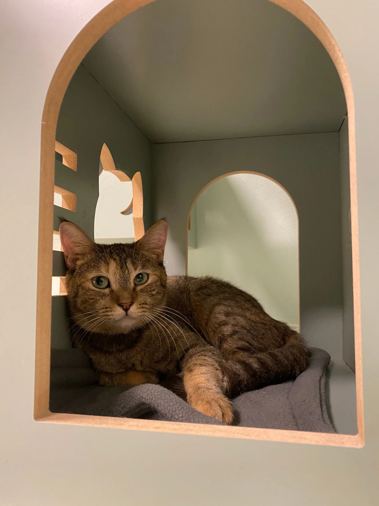 Lilly, a brown tabby cat, lying on a grey blanket inside an arched green cat house