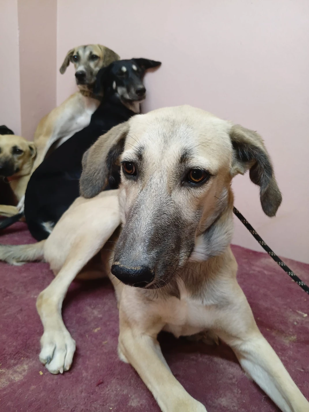 Lola - Mix Saluki - 1