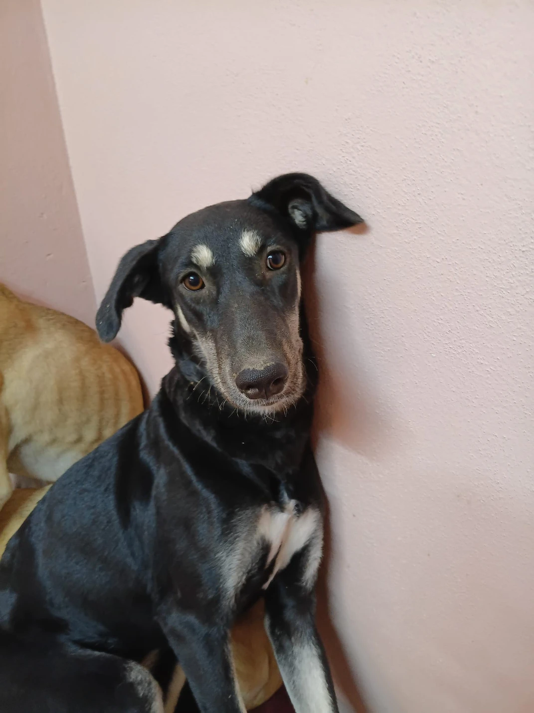 Lord - Mix Saluki - 1