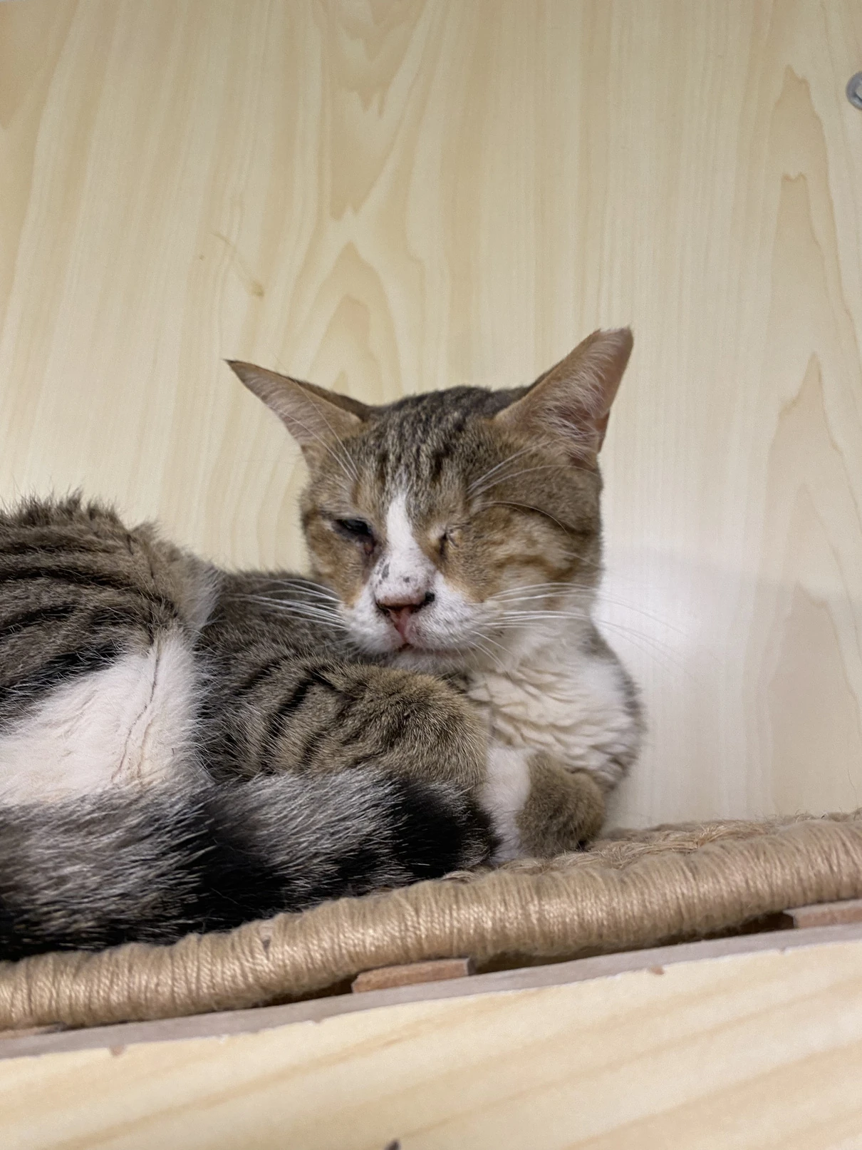 Luna, a tricolour tabby and white cat with one eye, resting on a woven wall shelf