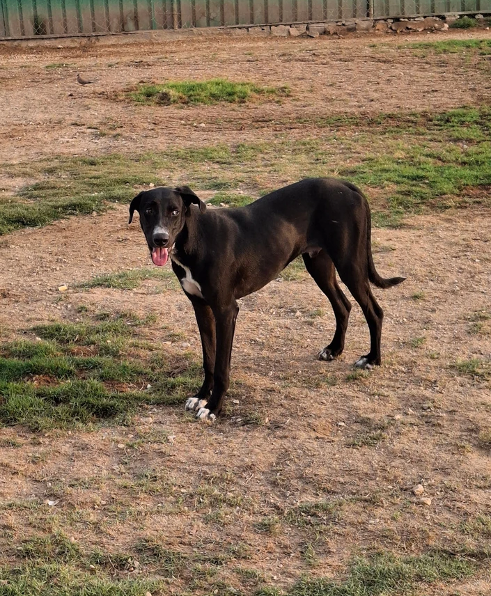 Maizie - Mix Saluki - 1