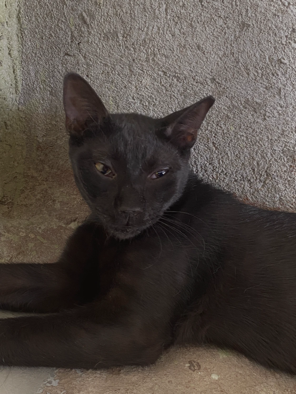 Mamba, a sleek black cat with amber eyes, lying on a concrete floor against a wall