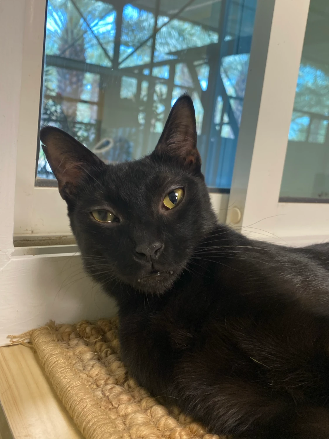 Mambo, a black cat with amber eyes, lying on a sisal mat beside a bright window