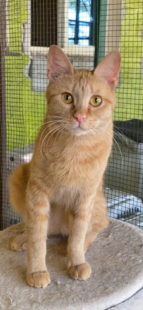 Mandarin, an orange cat, sitting upright on a round platform in an outdoor enclosure