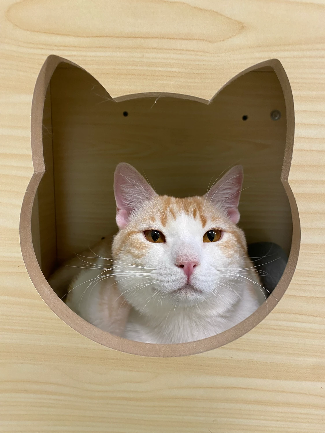 Mango, a white and cream tabby cat, looking out of a cat-shaped wooden pod