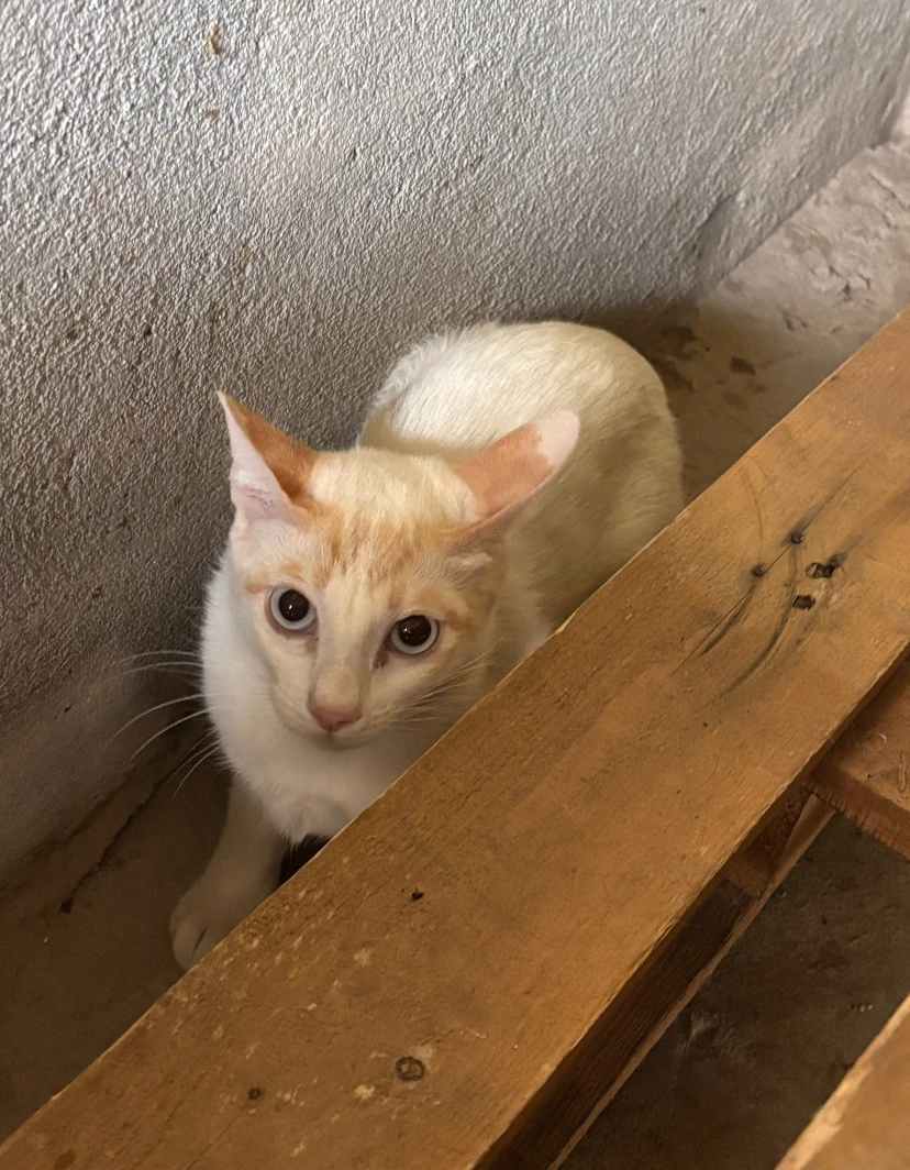 Marko, a pale white and cream cat, crouching behind a wooden beam
