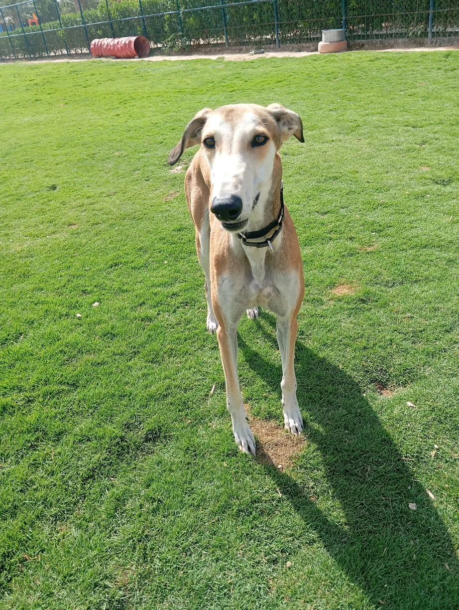 Marron - Saluki Mix - 1