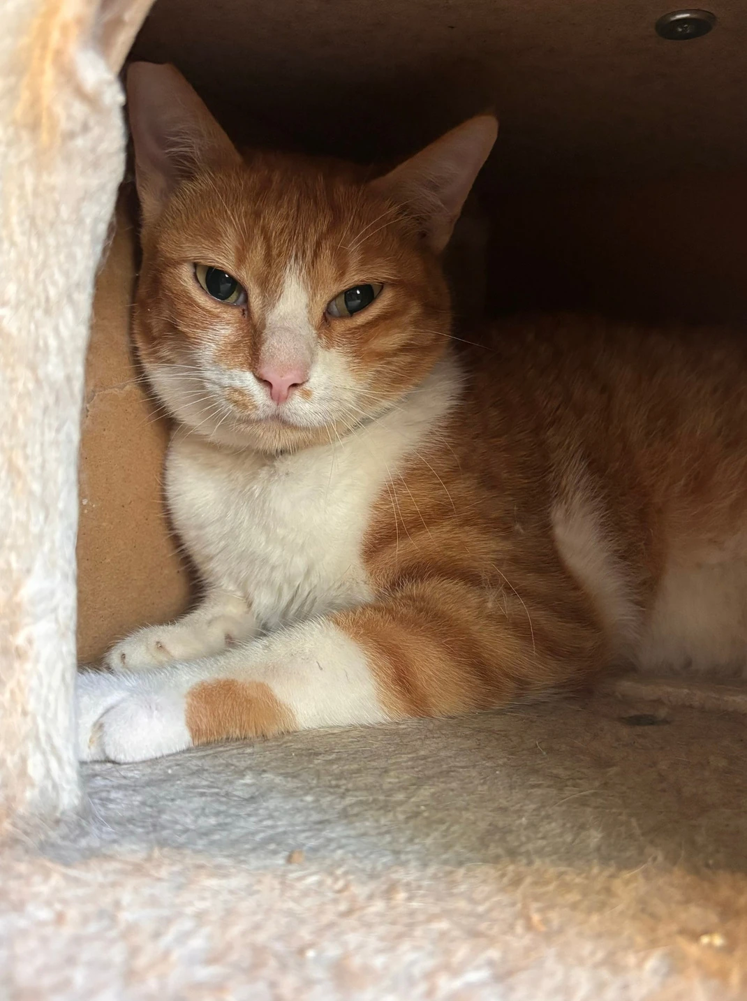 Mila, an orange and white tabby cat, lying in a carpeted cubby