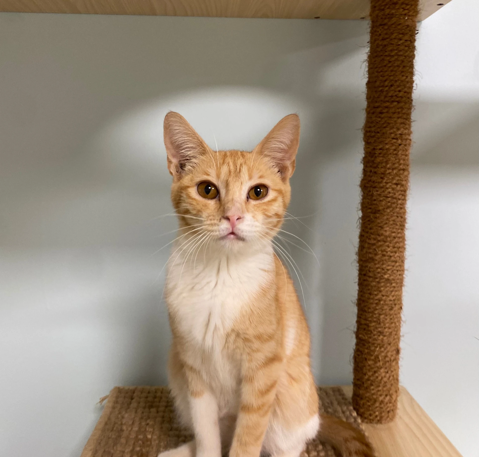 Milly, a small orange and white tabby kitten, sitting on a sisal shelf beside a scratching post