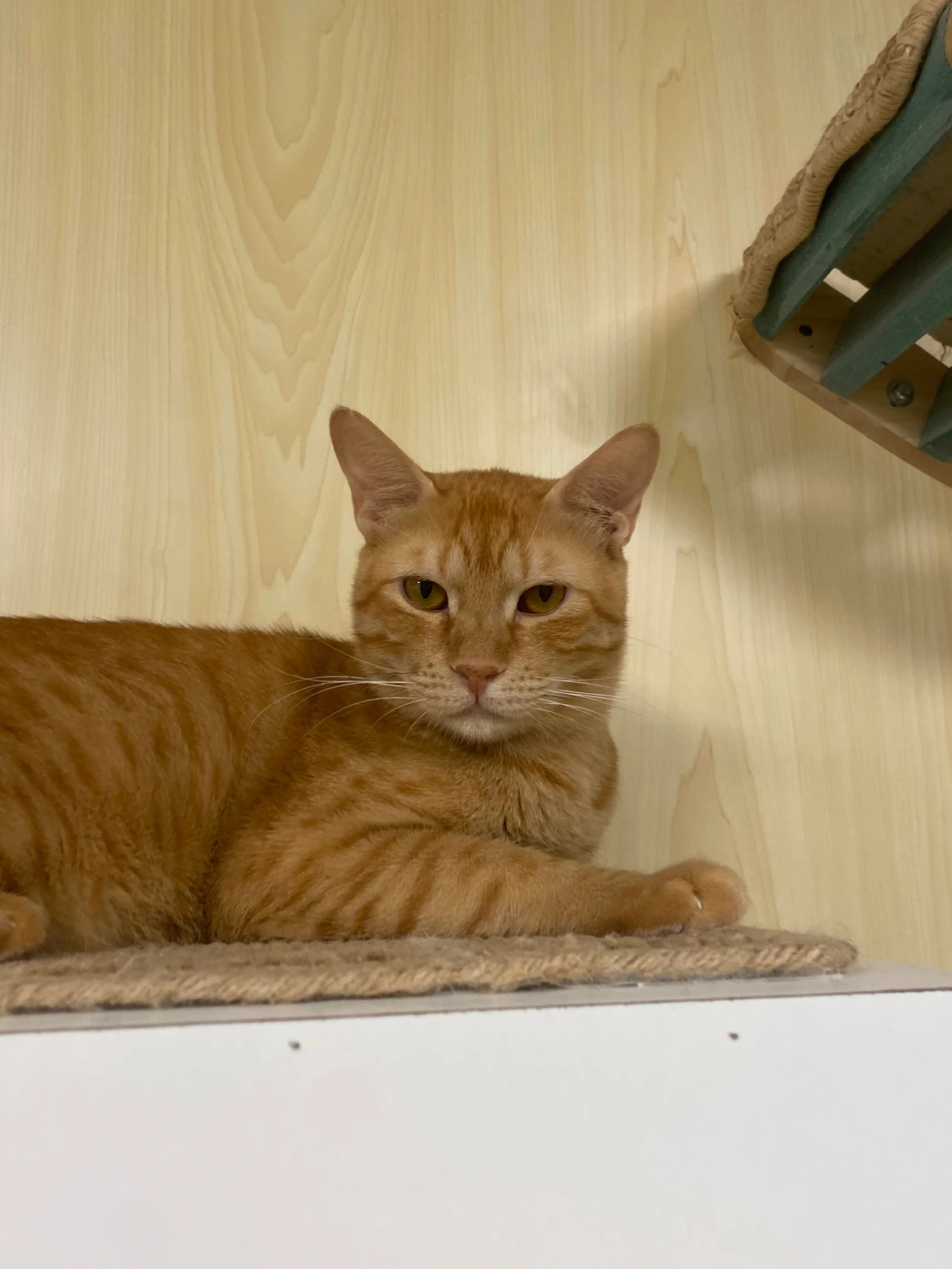 Minouch, an orange tabby cat, lying on a sisal mat inside a wooden cubby