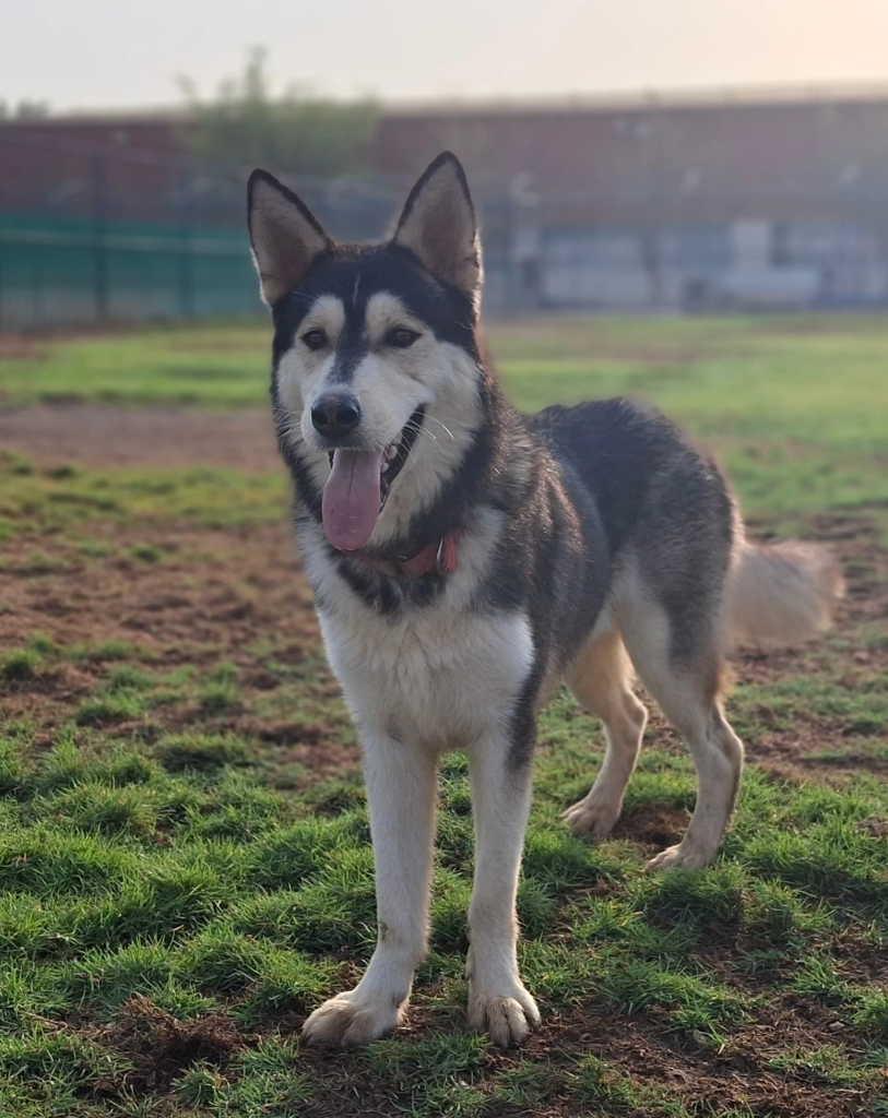 Misha - Husky - 1