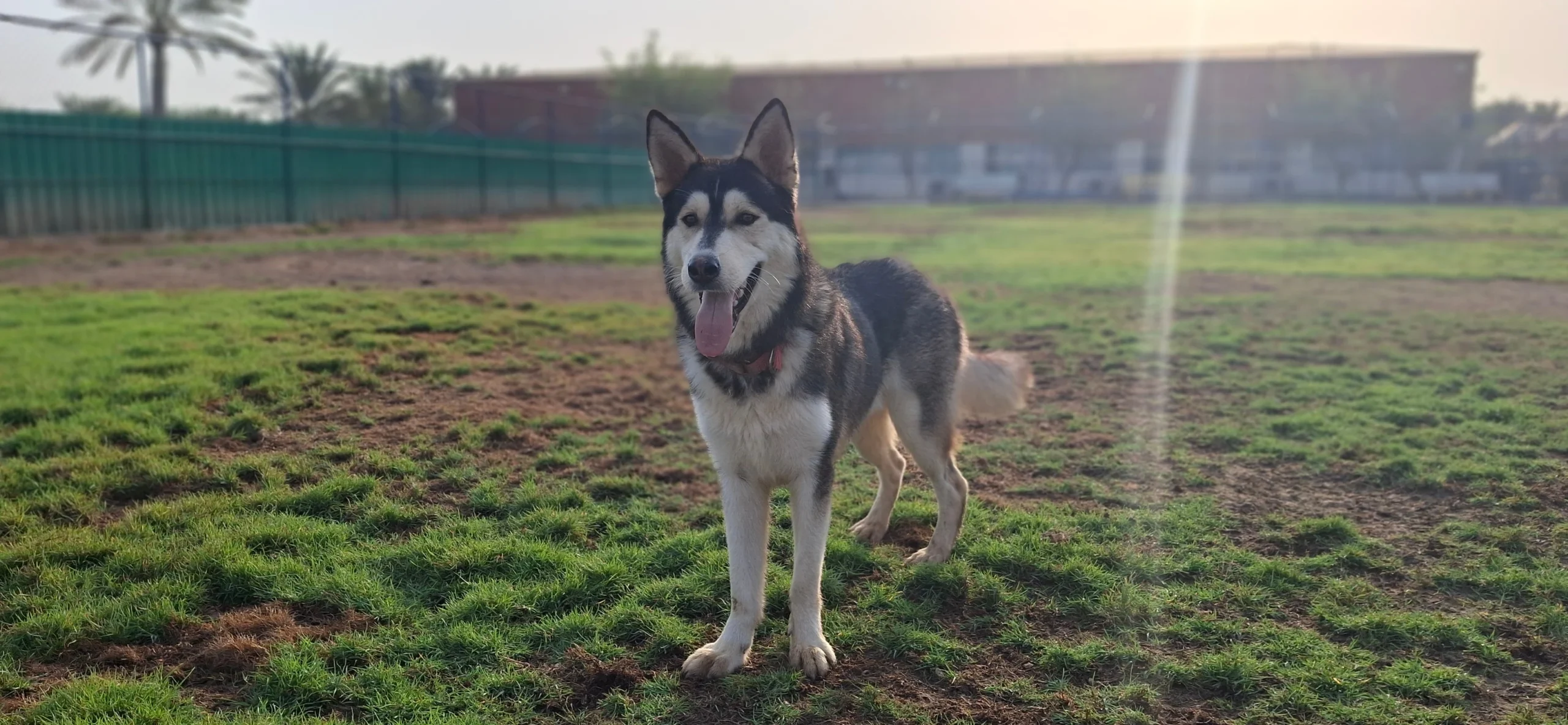 Misha - Husky - 1