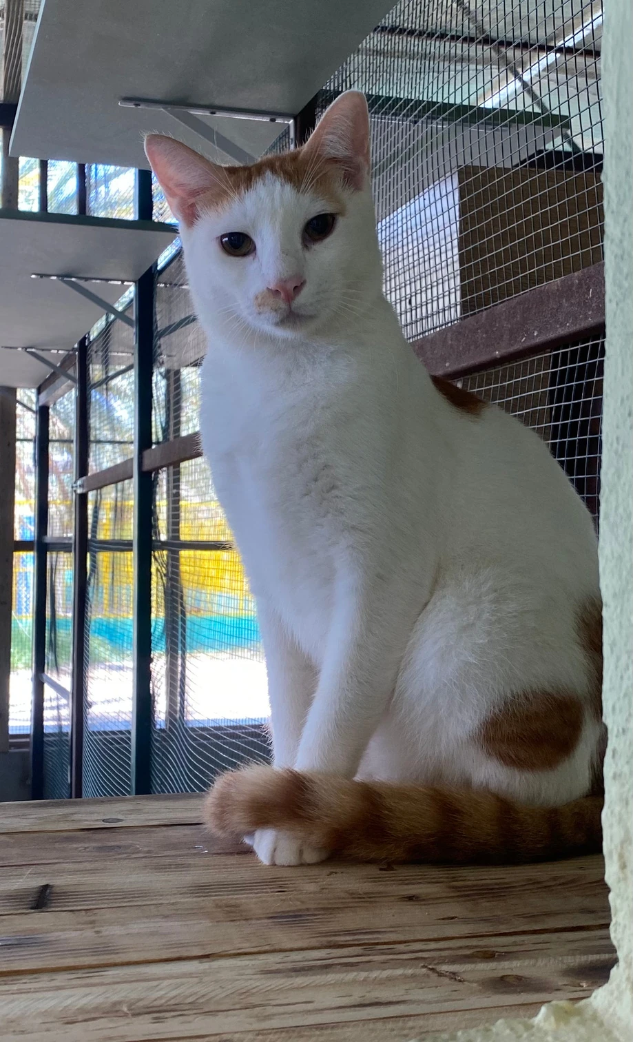 Molly, a white and orange tabby cat, sitting on a wooden ledge in an outdoor enclosure
