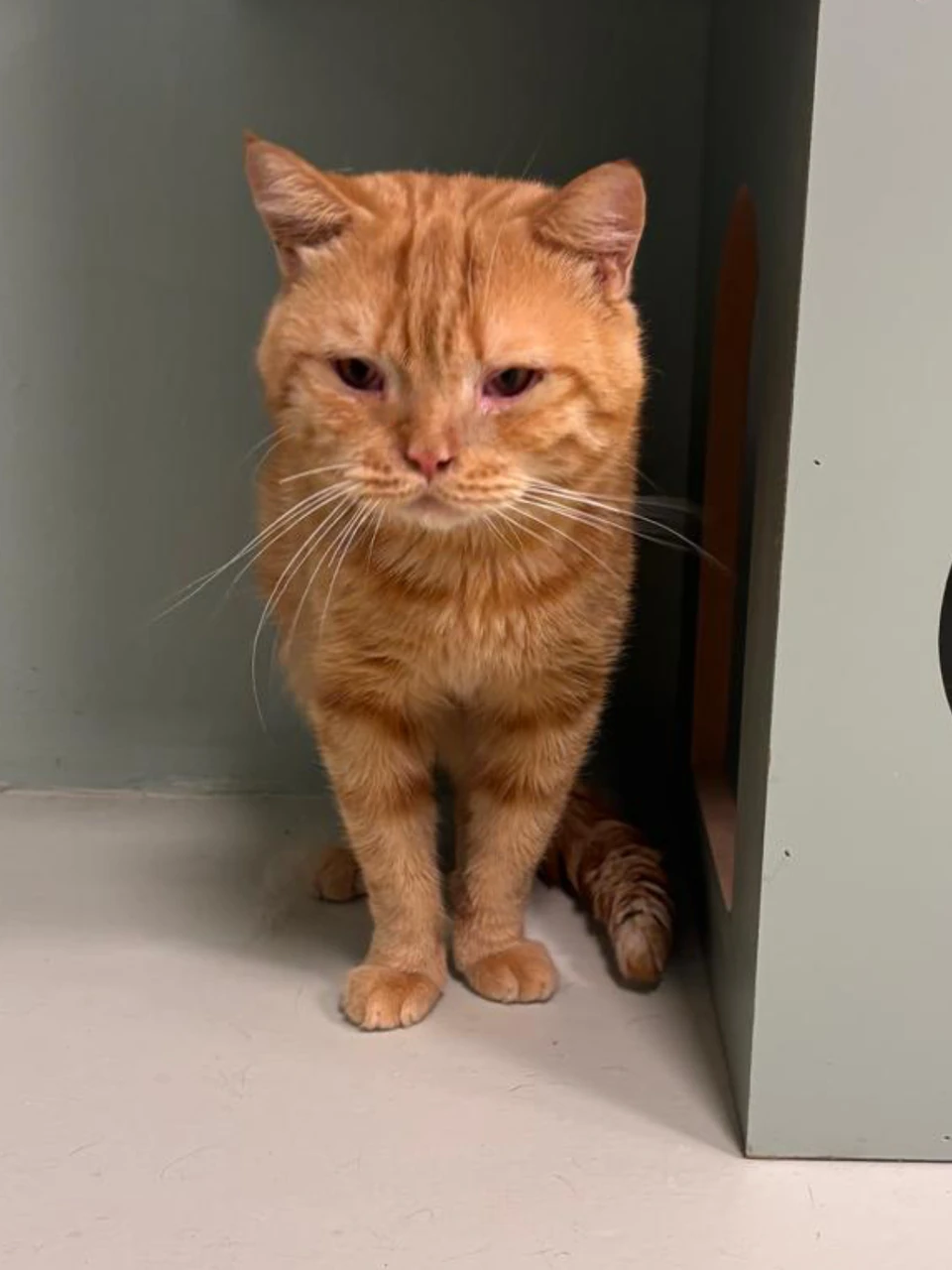 Mr. Whiskers, a large orange tabby cat, standing in the doorway of a green and cream cabinet