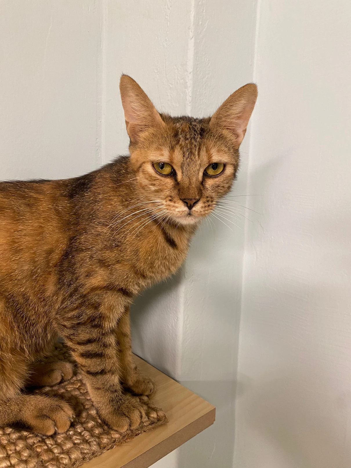 Nala, a brown tabby cat with green eyes, standing on a woven wall shelf