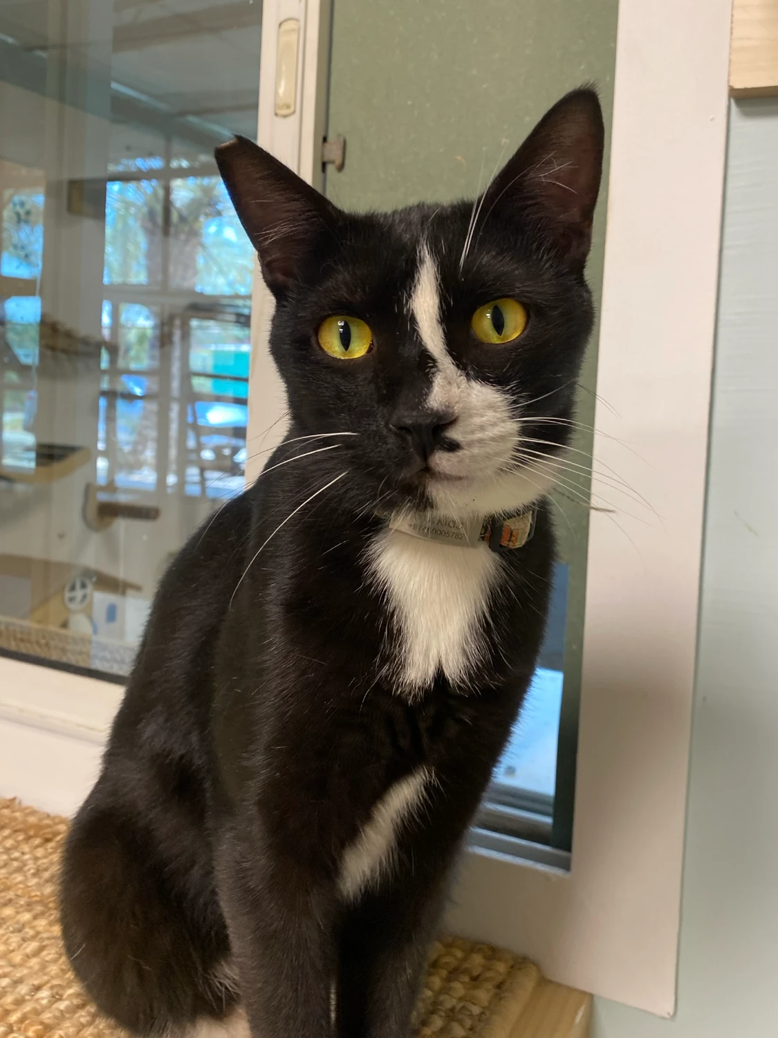 Oreo, a black and white cat with a white chest and a collar, sitting beside a glass door