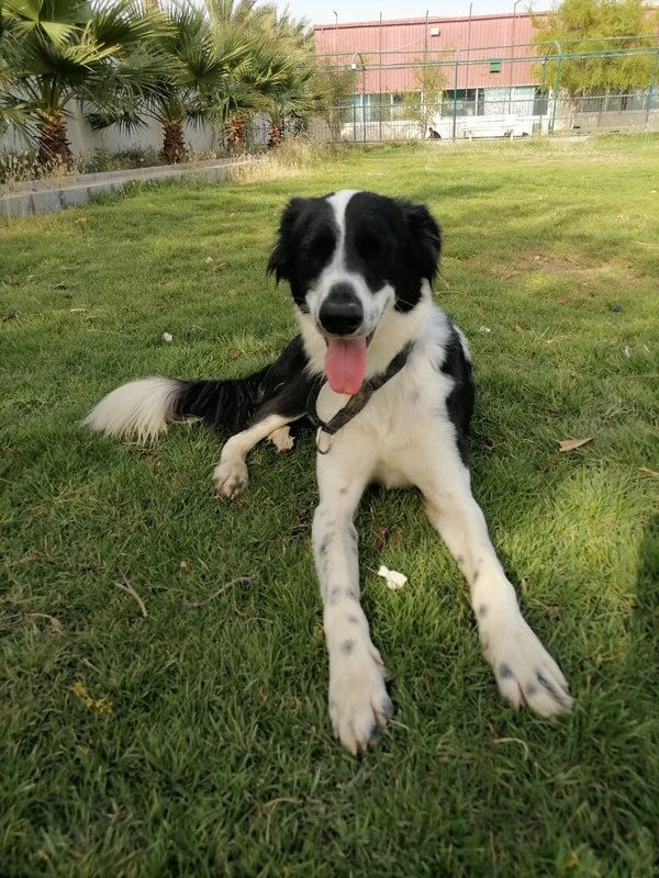 Oreo_2